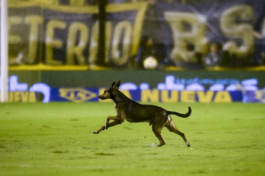 ブラジルで犬のピッチ乱入が発生した(写真はイメージです)【写真:Getty Images】